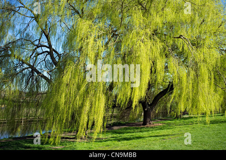 Sonnendurchflutetes Trauerweide Baum, Frühjahr, York, England Stockfoto