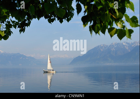 Schweiz, Kanton Waadt, Lavaux Banken, den Genfer See, Blick auf den See Stockfoto