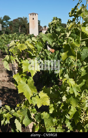 Frankreich, Gers, in der Nähe von Montreal, die Weinberge und die Tour de Lamothe, Verteidigung, Turm des dreizehnten und die Weinberge von Stockfoto