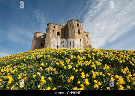 Narzissen unter Warkworth Castle Stockfoto