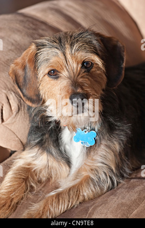 Porträt eines jungen Yorkie Beagle Mix Hund über ein Jahr alt. Geringe Schärfentiefe. Stockfoto