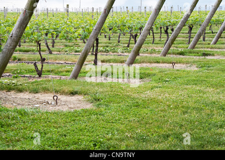 Lange Reihen von Weinreben gepflanzt in den Bereichen Wein Weinberg. Stockfoto