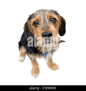 Einen süßen Mischling Welpen isoliert auf weiß. Der Hund ist eine halbe Beagle und halb Yorkshire-Terrier. Geringe Schärfentiefe. Stockfoto