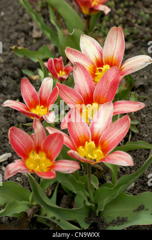 rot weiße Tulpe Stockfoto