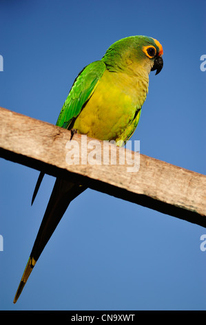 Brasilien, Mato Grosso do Sul Zustand, Bonito, Papagei Stockfoto