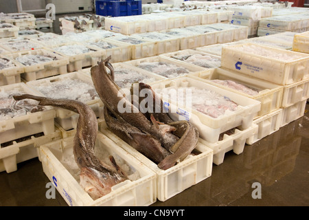 Fischerei frisch gefangener Fisch im Fischmarkt Peterhead bereit für die morgendliche Auktion. Peterhead Schottland Großbritannien Stockfoto