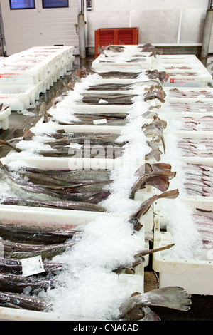 Fangfrischen Fisch in den Fishmarket Peterhead bereit für morgen Auktion. Peterhead Schottland, Vereinigtes Königreich Stockfoto