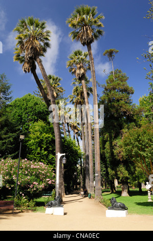 Chile, Valparaiso Region, Vina Del Mar, Palmen im Park Quinta Vergara in Vina Del Mar Stockfoto