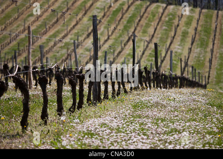 Wein-Frankreich, Menge, Grezels, die Weinberge von Cahors Stockfoto