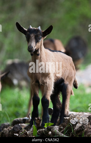 Frankreich, Menge, Theminettes, Detail-kids, Herde von Ziegen weiden auf dem Bauernhof, Chez Agnes und David, Ziegenkäse Rocamadour AOC, Stockfoto