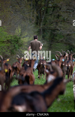 Frankreich, Menge, Theminettes, Herde von Ziegen weiden auf dem Bauernhof, Chez Agnes und David, Ziegenkäse Rocamadour AOC, Biolandbau Stockfoto