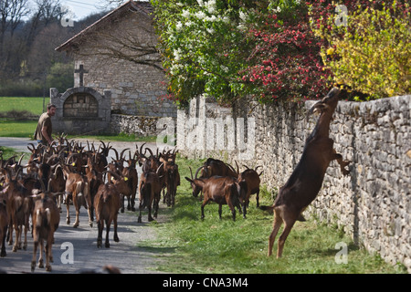 Frankreich, Menge, Theminettes, Herde von Ziegen Weiden zurück auf dem Bauernhof, Chez Agnes und David, Ziegenkäse Rocamadour AOC, Bio Stockfoto