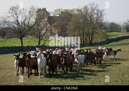 Frankreich, Lot, Rocamadour, die Herde von Ziegen Marc Villard Züchter Farm von Borie d'Imbert Herstellung von Ziegenkäse Rocamadour AOC Stockfoto