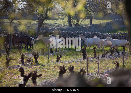 Frankreich, Lot, Rocamadour, die Herde von Ziegen Marc Villard Züchter Farm von Borie d'Imbert Herstellung von Ziegenkäse Rocamadour AOC Stockfoto