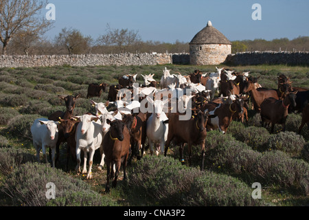 Frankreich, Lot, Rocamadour, die Herde von Ziegen Marc Villard Züchter Farm von Borie d'Imbert Herstellung von Ziegenkäse Rocamadour AOC Stockfoto