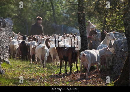 Frankreich, Lot, Rocamadour, die Herde von Ziegen Marc Villard Züchter Farm von Borie d'Imbert Herstellung von Ziegenkäse Rocamadour AOC Stockfoto