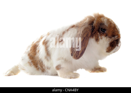 Porträt eines süßen reinrassigen Welpen Chihuahua und Hase vor weißem Hintergrund Stockfoto