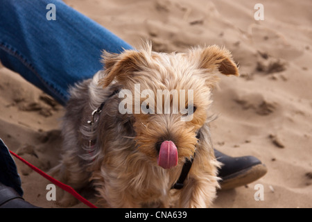 Yorkshire Terrier für Spaziergang am Strand im zeitigen Frühjahr genommen. Stockfoto