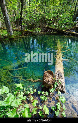 Versteinerte umgestürzte Bäume in einem Teich. (Plitvička) Plitvice Lakes National Park, Kroatien. Ein UNESCO-Weltkulturerbe Stockfoto