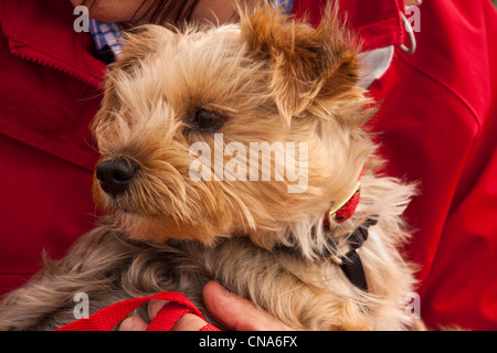 Yorkshire Terrier für Spaziergang am Strand im zeitigen Frühjahr genommen. Stockfoto