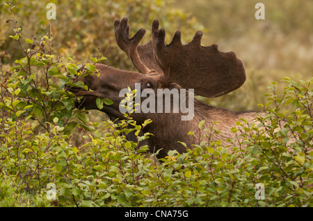 Ein junger Stier Elch (Alces Alces) mit Geweih noch in samt-feeds in der Erlen Denali Nationalpark, Alaska. Stockfoto