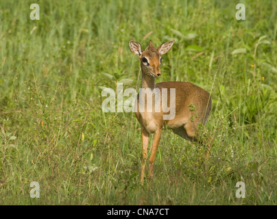 Dik stehend in Gräsern Stockfoto