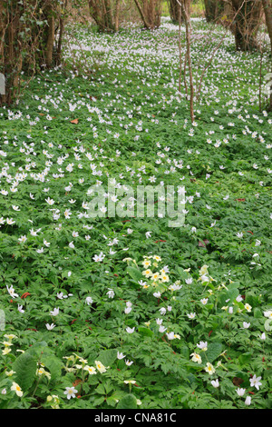 Buschwindröschen Anemone officinalis und Primeln Primula vulgaris Blüte im Frühjahr in einem ländlichen coppiced Wälder. Anglesey, North Wales, UK Stockfoto