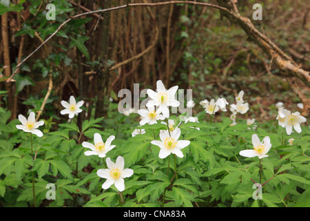 Nahaufnahme von Holz Anemones Anemone nemorosa wilde Blüten, die im Frühjahr in einem bewaldeten Wald blühen. Anglesey North Wales, Großbritannien. Stockfoto