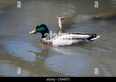 Stockente mit Gree Kopf nimmt ein Bad. Stockfoto