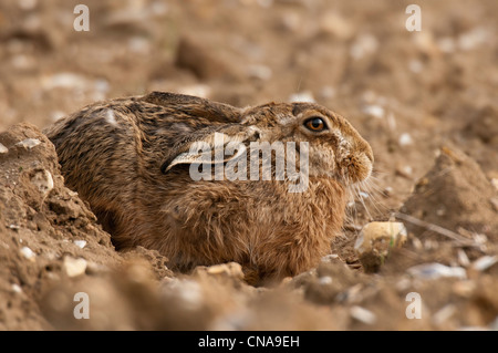 Braun Hare(Lepus europaeus) festgelegten Ackerfläche. Stockfoto