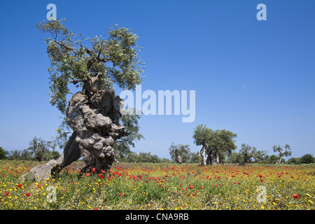 Italien, Apulien, Brindisi Provinz, Fasano, Blumen Feld mit Olivenbäumen Stockfoto