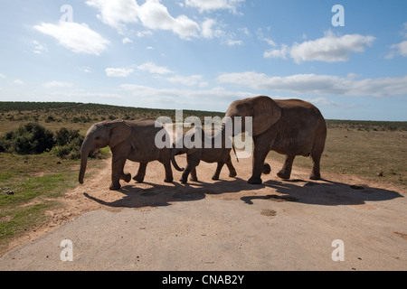 Elefanten, Die Die Strecke überqueren, Addo Elephant Park, Garden Route, Südafrika Stockfoto