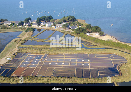 Frankreich, Morbihan, Golf von Morbihan, Saint Armel, Salzwiesen und Tascon Insel (Luftbild) Stockfoto