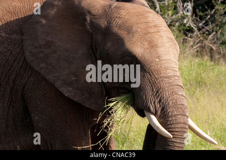 Stierkelefanten weiden, Addo Elephant Park, Garden Route, Südafrika Stockfoto