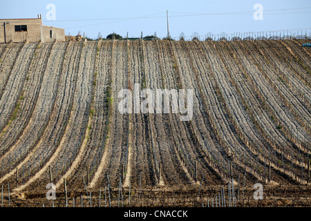 Weinberg in der Nähe von Marsala, Sizilien, Italien Stockfoto