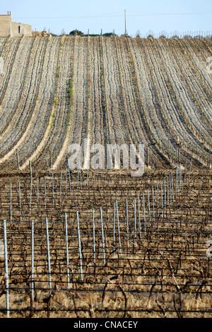 Weinberg in der Nähe von Marsala, Sizilien, Italien Stockfoto