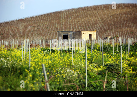 Weinberg in der Nähe von Marsala, Sizilien, Italien Stockfoto