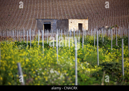 Weinberg in der Nähe von Marsala, Sizilien, Italien Stockfoto