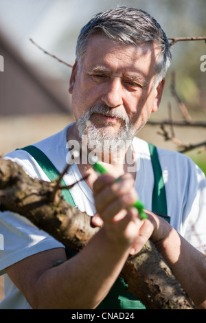 Porträt eines älteren Mannes Gartenarbeit in seinem Garten - kümmert sich um Bäume - schneiden von Ästen Stockfoto