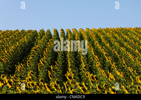 Frankreich, Puy de Dome, Feld von Sonnenblumen Stockfoto