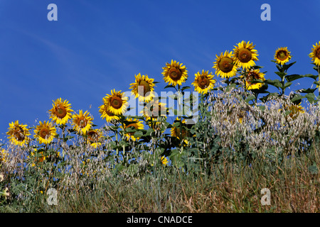 Frankreich, Puy de Dome, Feld von Sonnenblumen Stockfoto