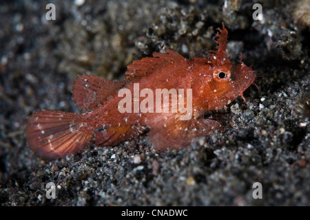 Eine juvenile Ambon Drachenköpfe, Pteroidichthys Amboinensis, nutzt seine Textur und Farbe, um in die Meeresumwelt zu mischen. Stockfoto