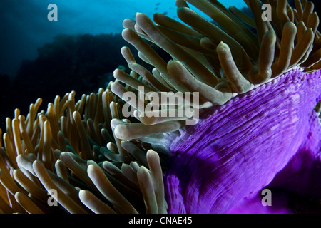 Die Tentakel eines prächtigen Anemone, Heteractis Magnifica, Welle in den Strömungen entlang einem Riff. Stockfoto