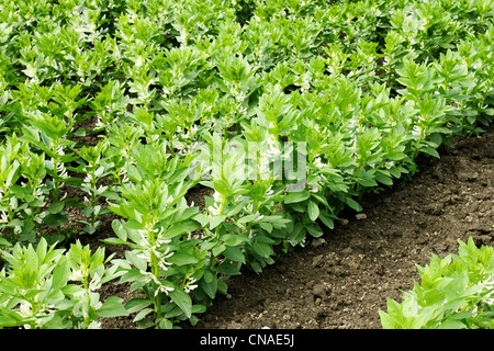 Schöne grüne Blätter einer wachsenden Bereich der Breite oder dicke Bohnen angebaut Frühsommer. Stockfoto