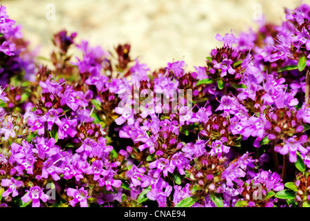 Schöne Blumenkarte lila Blüten der Thymian Blüte gemacht Stockfoto