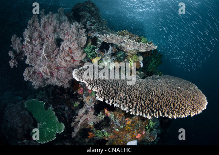 Eine Tabelle Korallen, Acropora SP., wächst senkrecht zu einer nahe gelegenen Gorgonie die Plankton aus der Wassersäule eingeflossen. Rinca Island Stockfoto