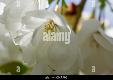 Weißer Frühlingsblüten des japanischen Kirschbaum Stockfoto