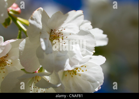 Weißer Frühlingsblüten des japanischen Kirschbaum Stockfoto