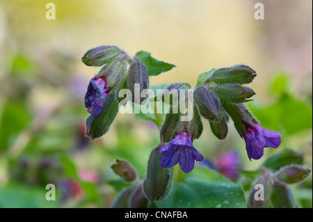 Lungworts Blumen Stockfoto