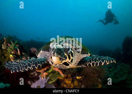 Ein Hawksbill Turtle, Eretmochelys Imbricata, wachsenden Algen auf dem Panzer, schwimmt in einem vielfältigen Korallenriff. Horseshoe Bay. Stockfoto